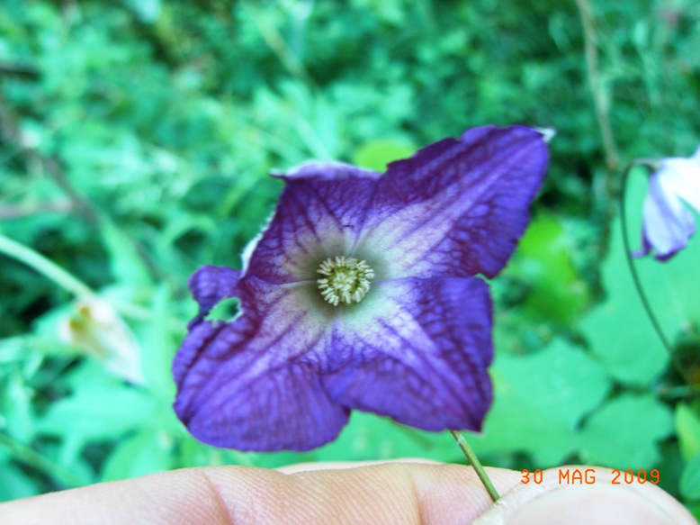 Clematis viticella